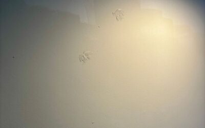 The Lease Said No. The Tenant Did It Anyway.